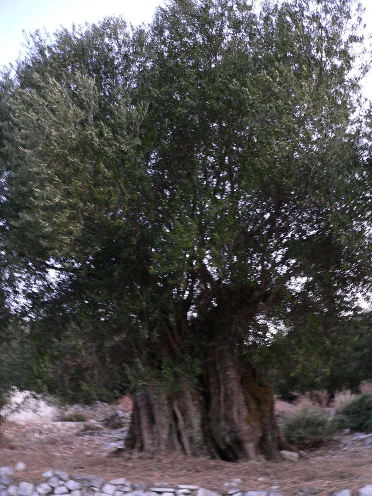 Evangelia Agia Efimia Exterior photo